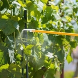 Hloroza listova grožđa: uzroci i liječenje, fotografija